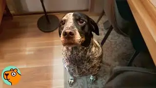 Shelter Dog Celebrates Her First Christmas In a Family | Cuddle Buddies