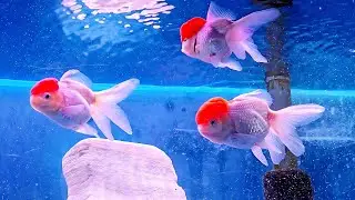 🐟Red Cap Oranda Thriving in the Aquarium🐟