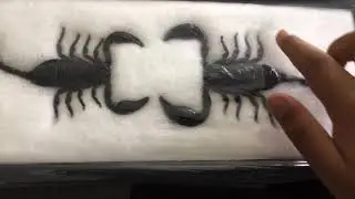 Emperor scorpions 🦂
