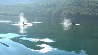 Stunning footage of Northern Resident Orcas the A54's