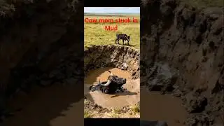 Cow mom stuck ik mud see how baby ask for help? #animallovers #funny #cowmomstuck