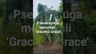 Pseudotsuga menziesii&nbsp;&lsquo;Graceful Grace&rsquo; #gardening #conifer #landscaping #gardendesign #design