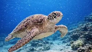 🔴 4K LIVE | 10H Ocean Waves White Noise 🐢 Green Sea Turtle Aquarium | Sleep, Study, Focus