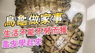 烏龜清理洗手台🐢幫忙分擔家事💖|【雙Q烏龜成長日記】