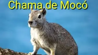 O melhor chama de Moc&oacute; leia a descri&ccedil;&atilde;o 👇