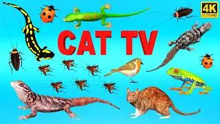 3D TV for Cats | Cat Games for Cats to Watch &ndash; Ultimate CAT TV Birds, Mice, Lizard & More! 😻 4K60FPS