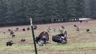 Turkey Talk&hellip;