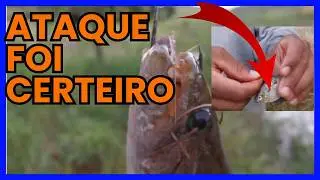 Melhor Isca Para Pegar Tra&iacute;ra &ndash; Funciona Mesmo  #vida na ro&ccedil;a