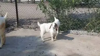2nd generation mother & 3rd generation kids. Boer Goat farm