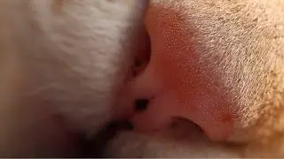 Orange cat under the macro lens🐈😺-中華橘貓