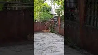 Dog Chase Mode On #shorts #ytshorts #leo #dbrownmixstudio #dog #FierceDog