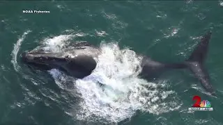 NOAA aims to expand critical habitat for North Pacific Right Whales in Alaska