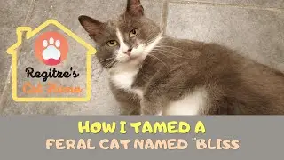 How I Tamed a Feral Cat named Bliss