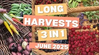 Huge Harvests from my Garden - June 2025 Grow Your Own Food