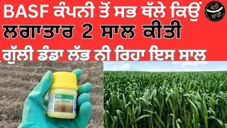 Basf ਕੰਪਨੀ ਦੀ ਗੁੱਲੀ ਡੰਡੇ ਦੀ ਸਸਤੀ ਦਵਾਈ |result 100%