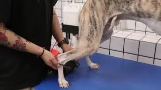 Joint Relief Heating Therapy Dog Brace for Dog Hip Dysplasia and Arthritis