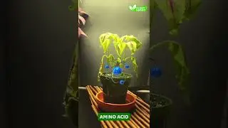 Plant Boost Organic Food Sticks &ndash; No Mix, No Mess, Just Healthy Plants! 🌱