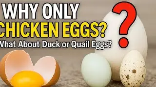 Why Do We Only Eat Chicken Eggs? | Duck Eggs, Quail Eggs & Other Bird Eggs Explained!