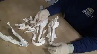 HOW TO REBUILD A DAMAGED SKULL