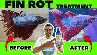 Fin Rot Treatment for Fishes || API Melafix