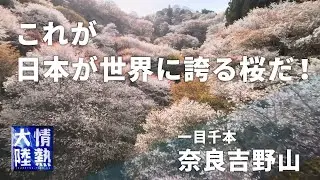 【絶景】美しすぎる千本桜（奈良吉野山）