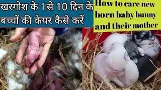 Care Of Baby Bunnies And Their Mother. How to take care of 1 to 10 day old baby rabbits.