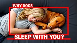 Why Dogs Sleep With Their Owners: 10 Surprising Reasons | dog behavior