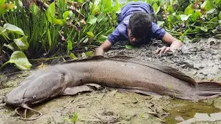 Traditional Hand Fishing Video. Amazing Hand Fishing in Mud Water .