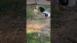 Rooster Drama!!! #drama queens