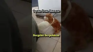 Kucing Oyen Dan Zinzan Bergelut Sambil Berpelukan. #kucingoyendanzinzan #kucing