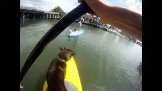 Dog Overboard!
