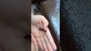 Krocion&oacute;g portugalski - Ommatoiulus moreleti - Portuguese  black millipede 🦠