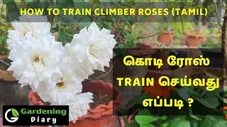 How to train climbing Roses in Tamil. (Training & Caring for Kodi Rose)