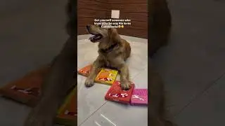 Pet Food | Dog's Favorite food | Rio's fav food | Cuddlebuds | Best Pet food In India | Dog meals