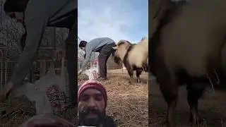 बकवा कर रहा है लड़की के संग मजाक😅😅Bakea kar rha hai majak😜#dwarfgoats #sheep#comedyshorts @mrbeast