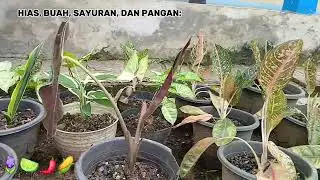 Mengenal Agribisnis Tanaman Pangan dan Hortikultura