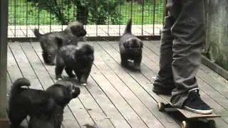 cuccioli di ASI e ZEN