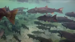 Coastal desert Interactions
