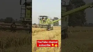 PR131 #jhona #paddy #paddy1121 #farming #farm #farmers #farmersprotest #viral #punjab