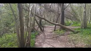 Ranmore Common to Wotton and Steers Field