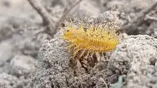 Strange creature #insects #microworld