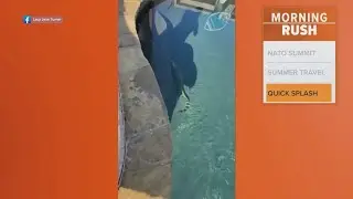Gator spotted in an East Texas pool