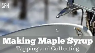 Making Maple Syrup | Tips and Tricks for Tapping & Collecting Sap