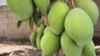 تعرف على أنواع المانجو السكري  الصنف الثاني