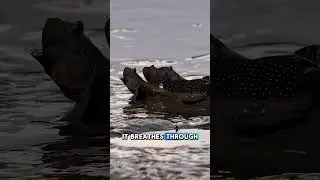This Fish Can Walk, Breathe Air&hellip; and Build Mud Castles?! 🤔😱 #animals #wildlife #mudskipper #fish