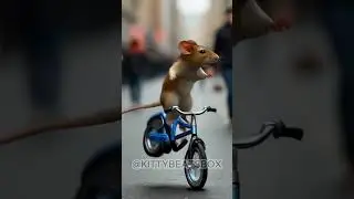 Hyper Dance #funny #hyper #drums #cattalent