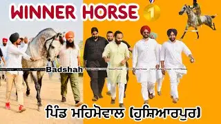 Horse Race &bull; ਪਿੰਡ ਮਹਿਮੋਵਾਲ &bull; 1st Prize🥇🏆&bull; Badshah &bull; ਸਮਾਂ-25:46 &bull; #horseracing #arjangroup22