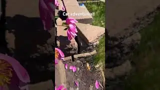 Cat adventures!! (Not my idea)) #therian #pov