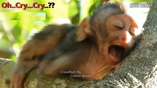 Breaking Heart to See Poor Baby Monkey Crying Without Caring From Her Nasty Mom Monkey