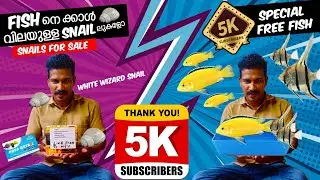 Fish നെ ക്കാൾ വിലയുള്ള Snail ലുകളോ || Aquarium snails for sale || 5k special fish ||